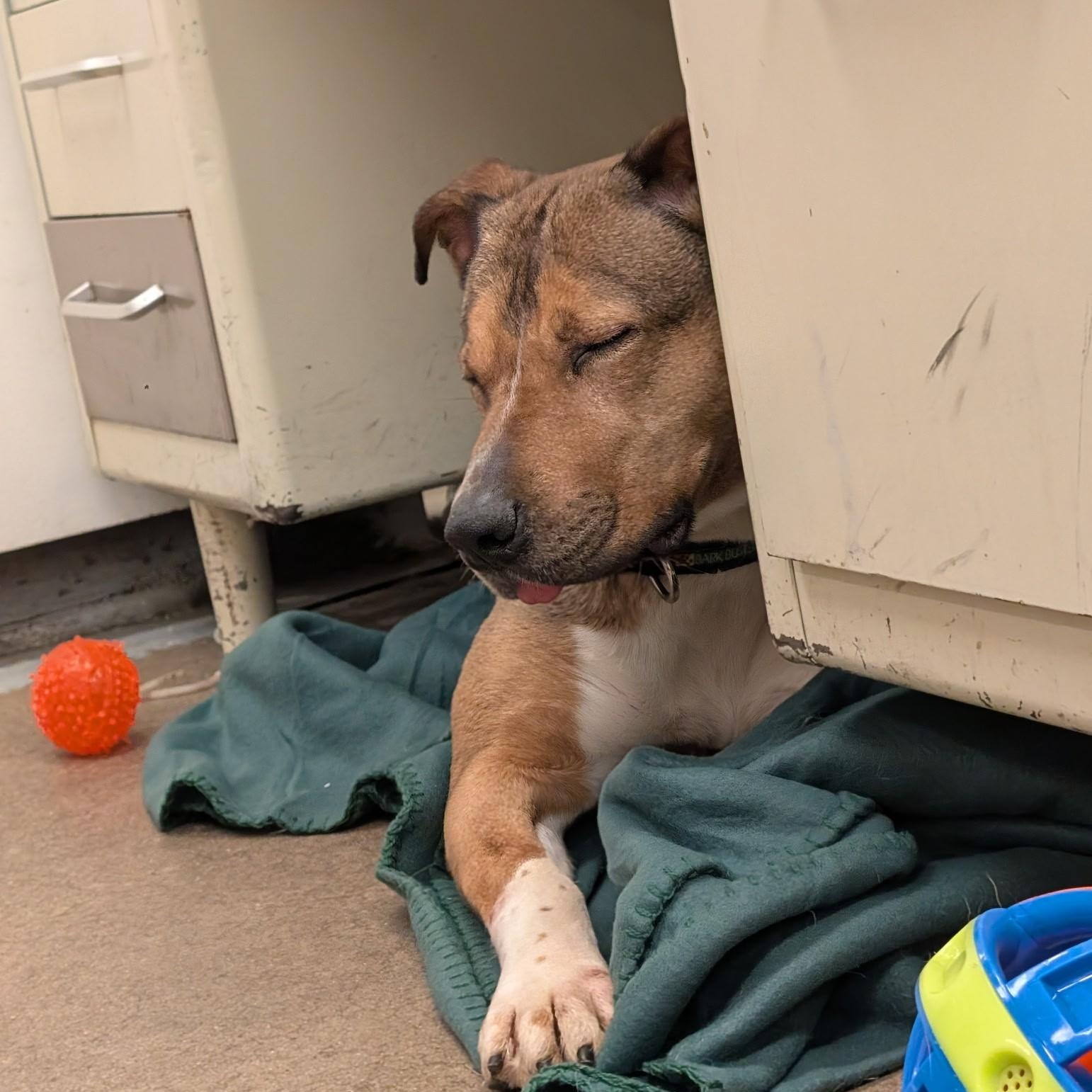 Enlarge Firestar 3959, an adoptable mixed breed in Phoenix, AZ image 2/2