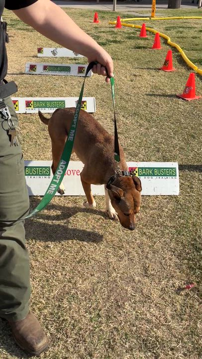 Enlarge Firestar 3959, an adoptable mixed breed in Phoenix, AZ video 6/6