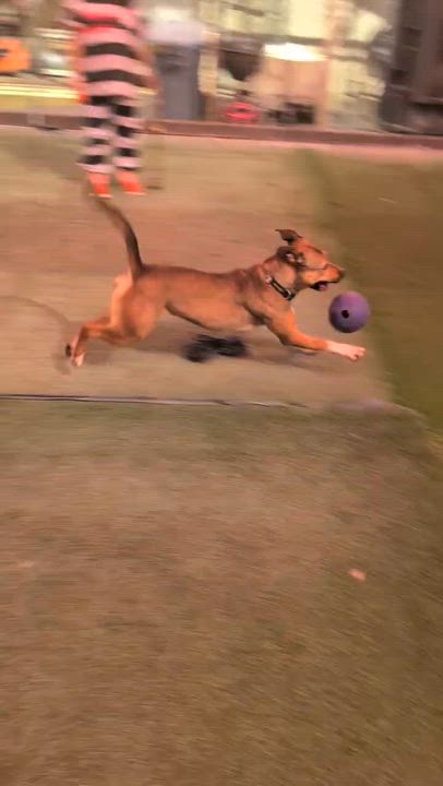 Enlarge Firestar 3959, an adoptable mixed breed in Phoenix, AZ video 5/6