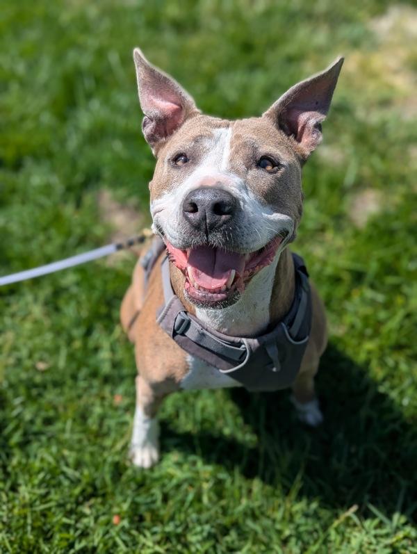 Melody Wingnut, Adoptable, Senior Female Pit Bull Terrier.