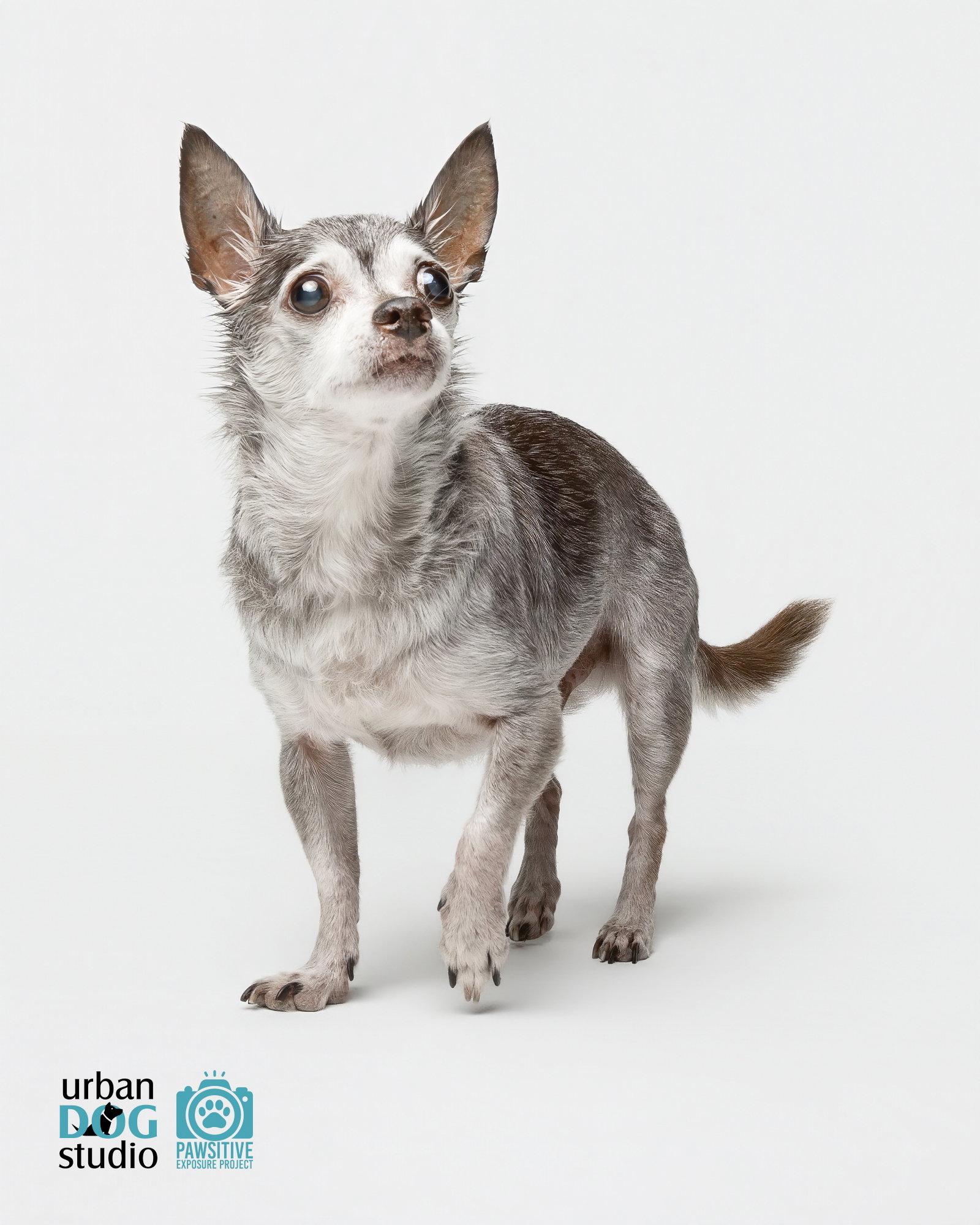 Enlarge Toosie - M, a Adoptable Chihuahua in Tampa, FL image 1/3