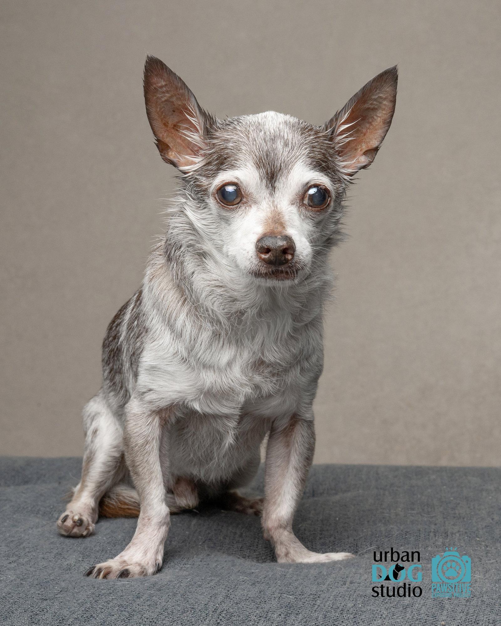 Enlarge Toosie - M, a Adoptable Chihuahua in Tampa, FL image 2/3