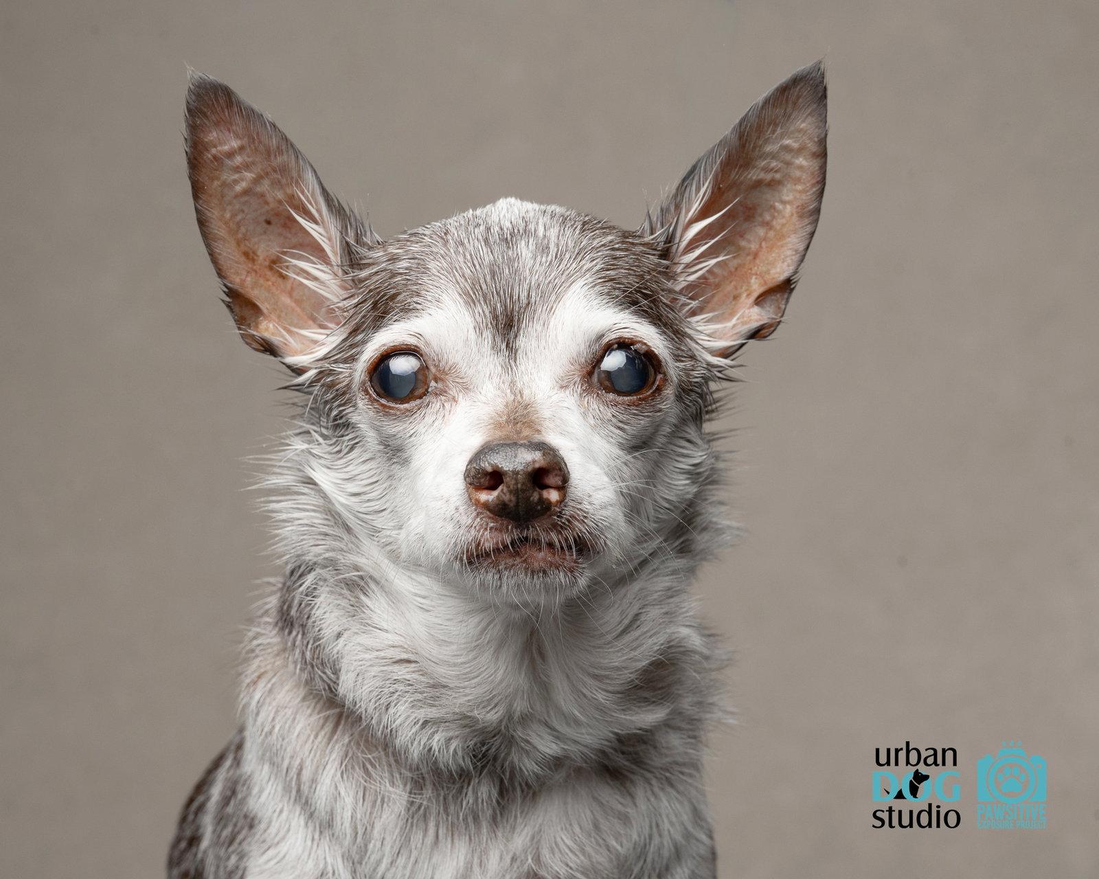 Enlarge Toosie - M, a Adoptable Chihuahua in Tampa, FL image 3/3