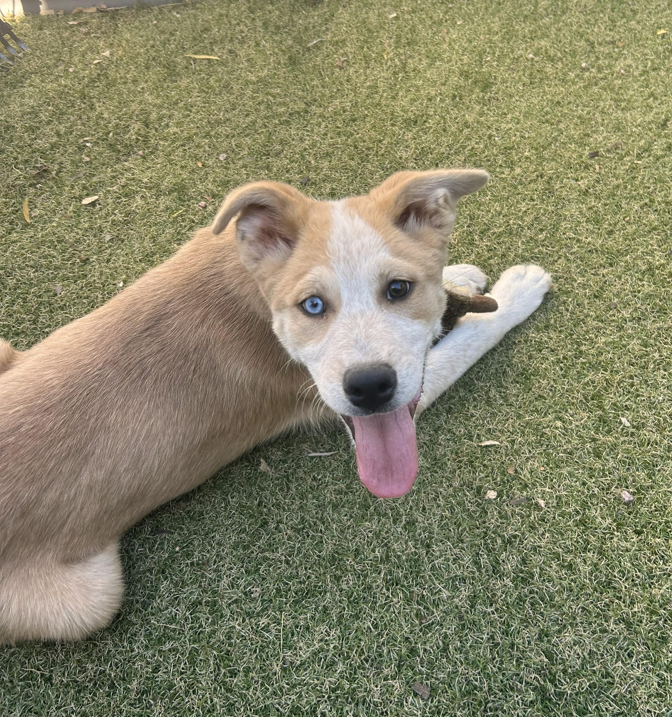 Enlarge Grandview, a ADOPTABLE mixed breed in Apache Junction, AZ image 1/3