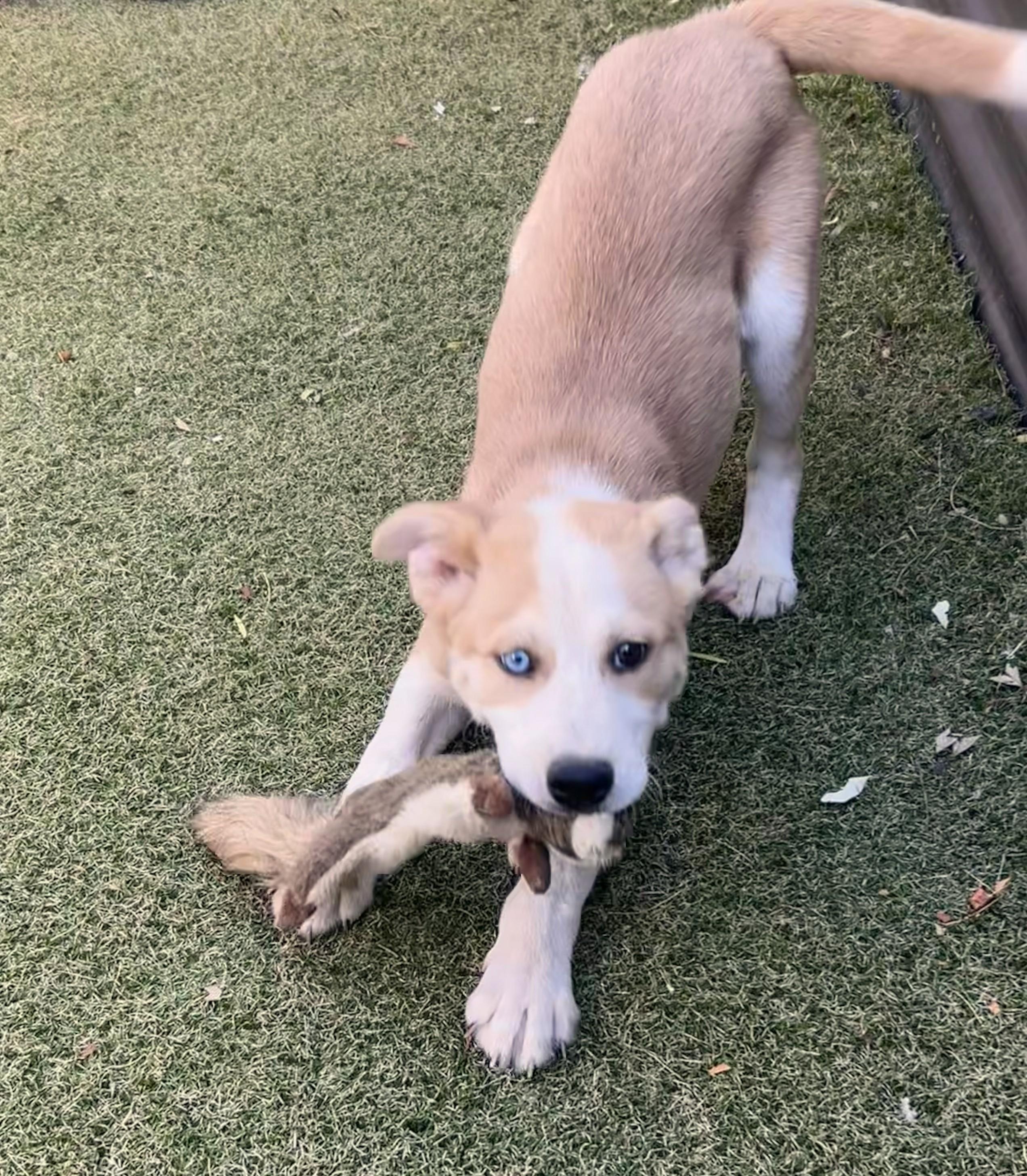 Enlarge Grandview, a ADOPTABLE mixed breed in Apache Junction, AZ image 3/3