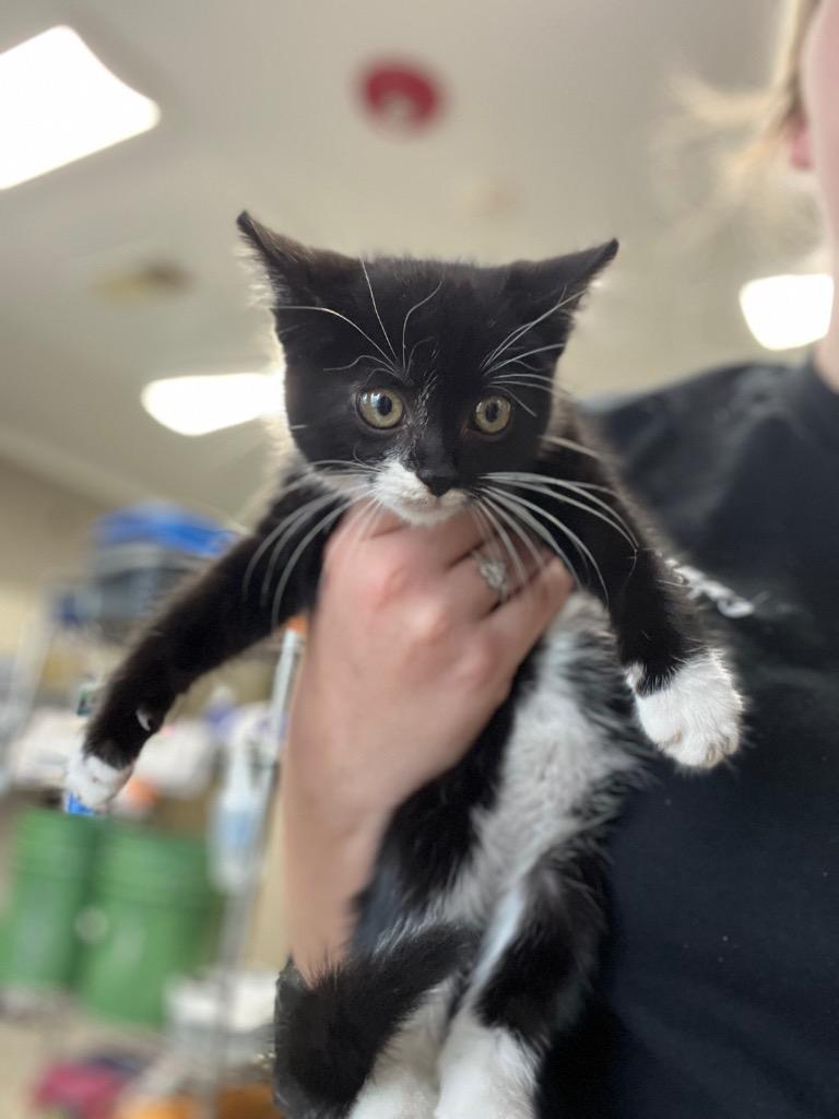Charlie, Adoptable, Kitten Male Domestic Short Hair.