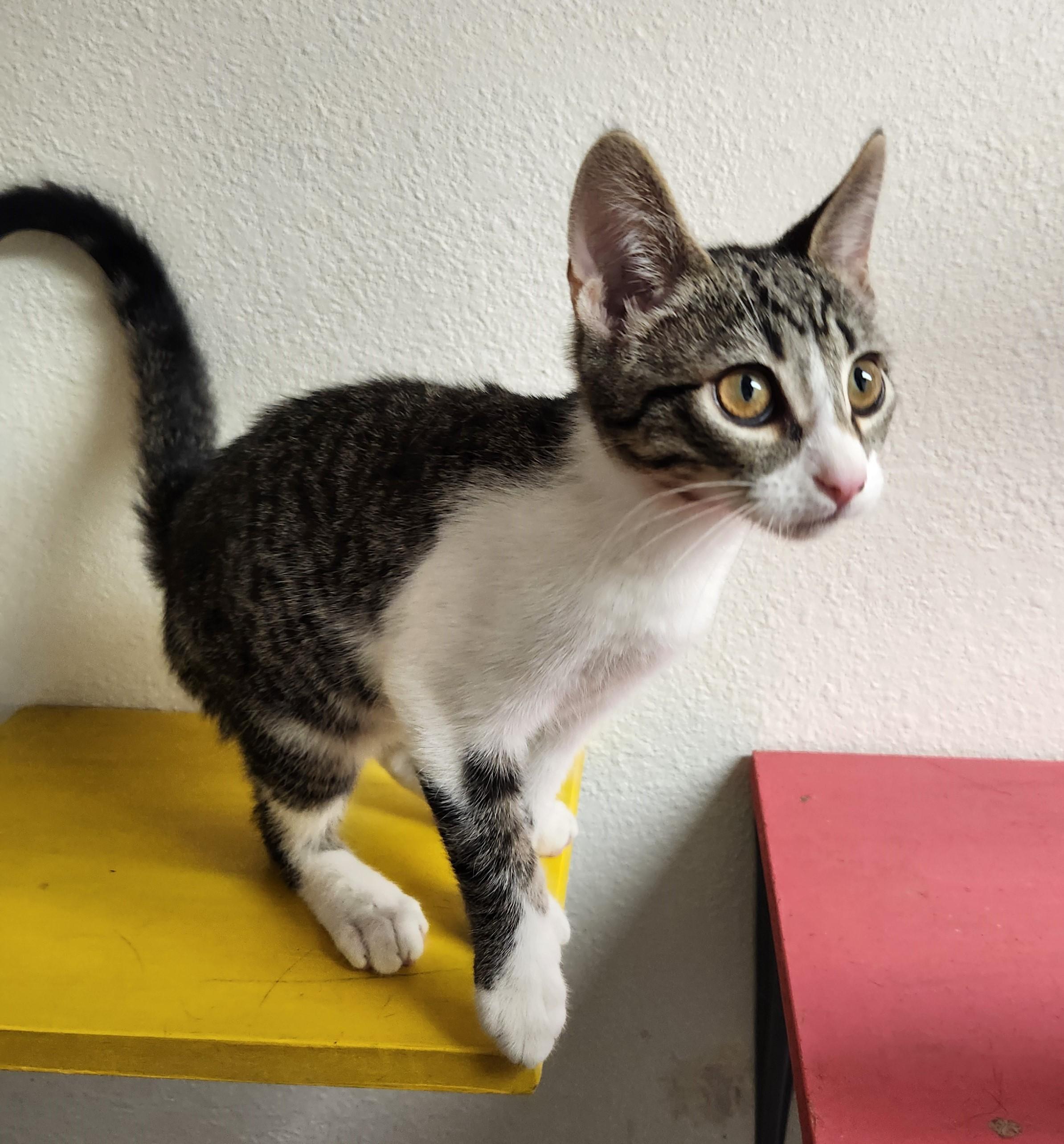 Bug, Adoptable, Kitten Male Domestic Short Hair.