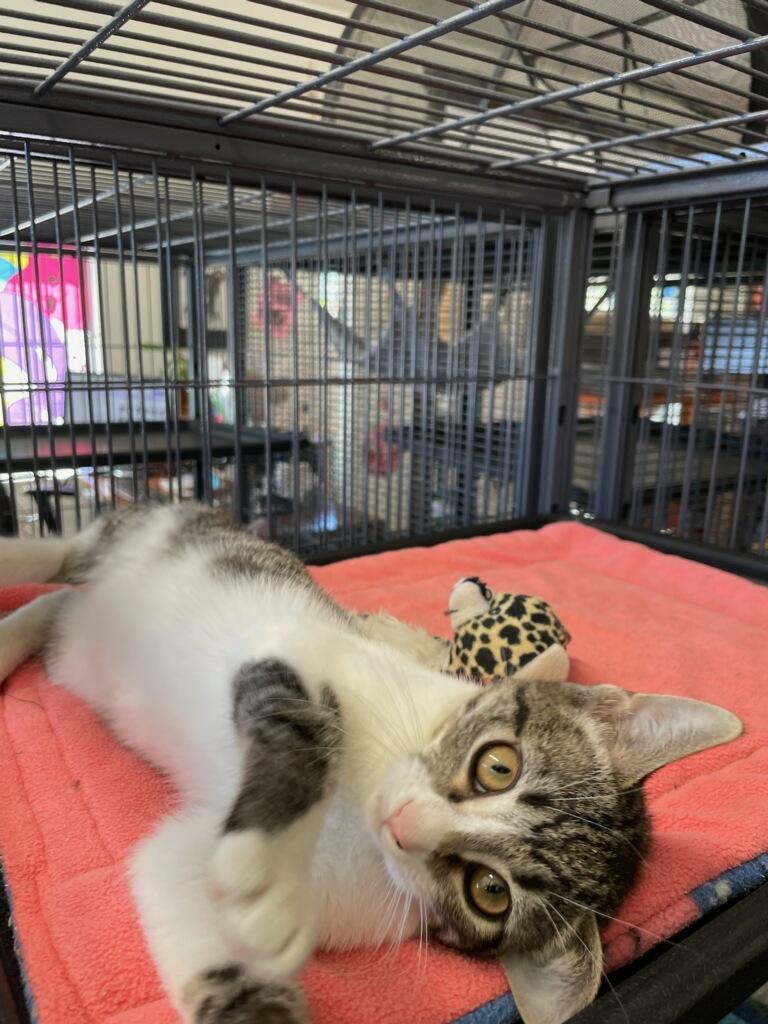 Bug, a Adoptable Domestic Short Hair in Yarnell, AZ image 3/3