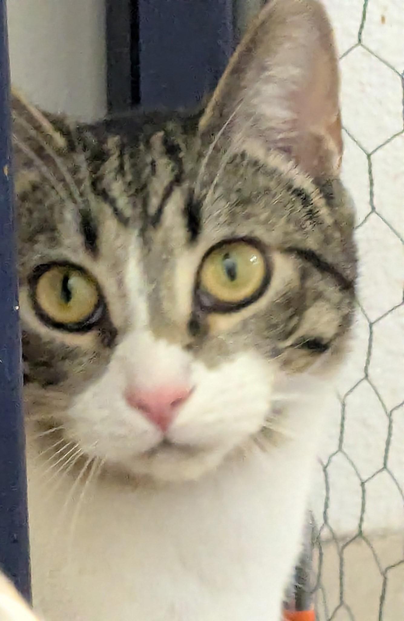 Bug, Adoptable, Young Male Domestic Short Hair.