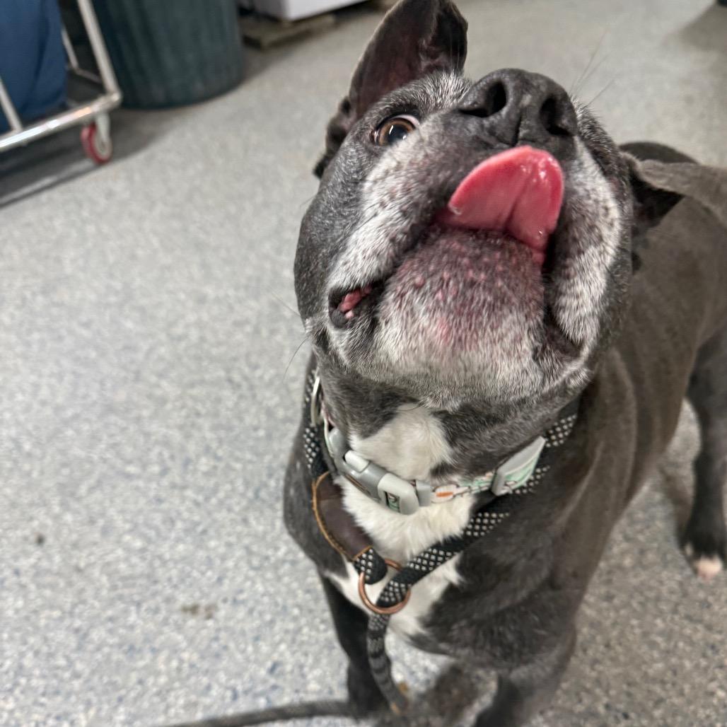 Ozzy — thumbnail 2