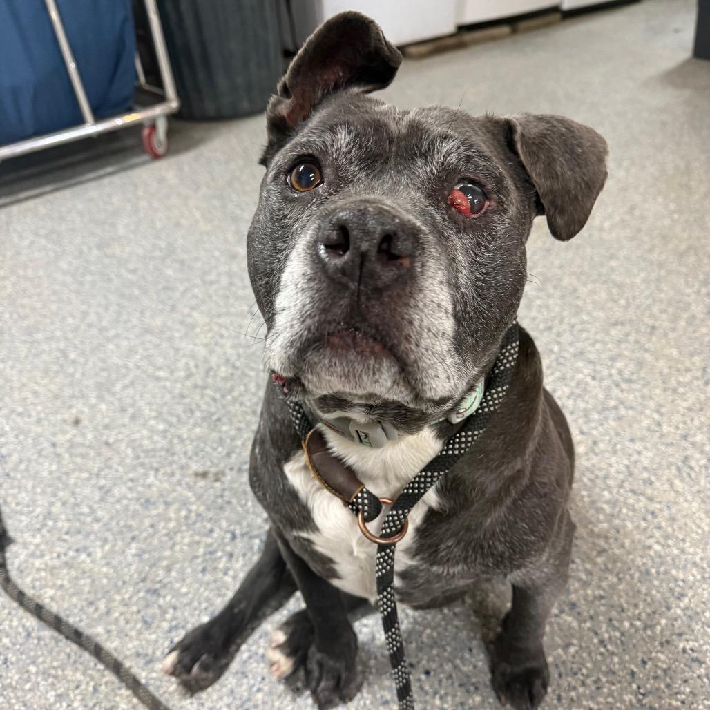 Ozzy — thumbnail 3