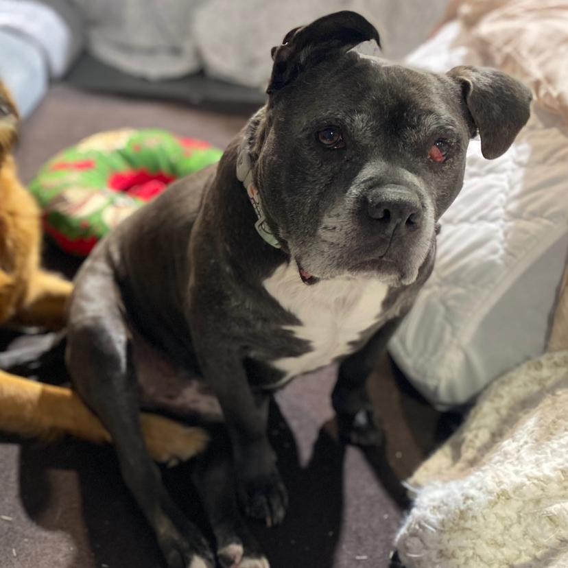 Ozzy — thumbnail 4