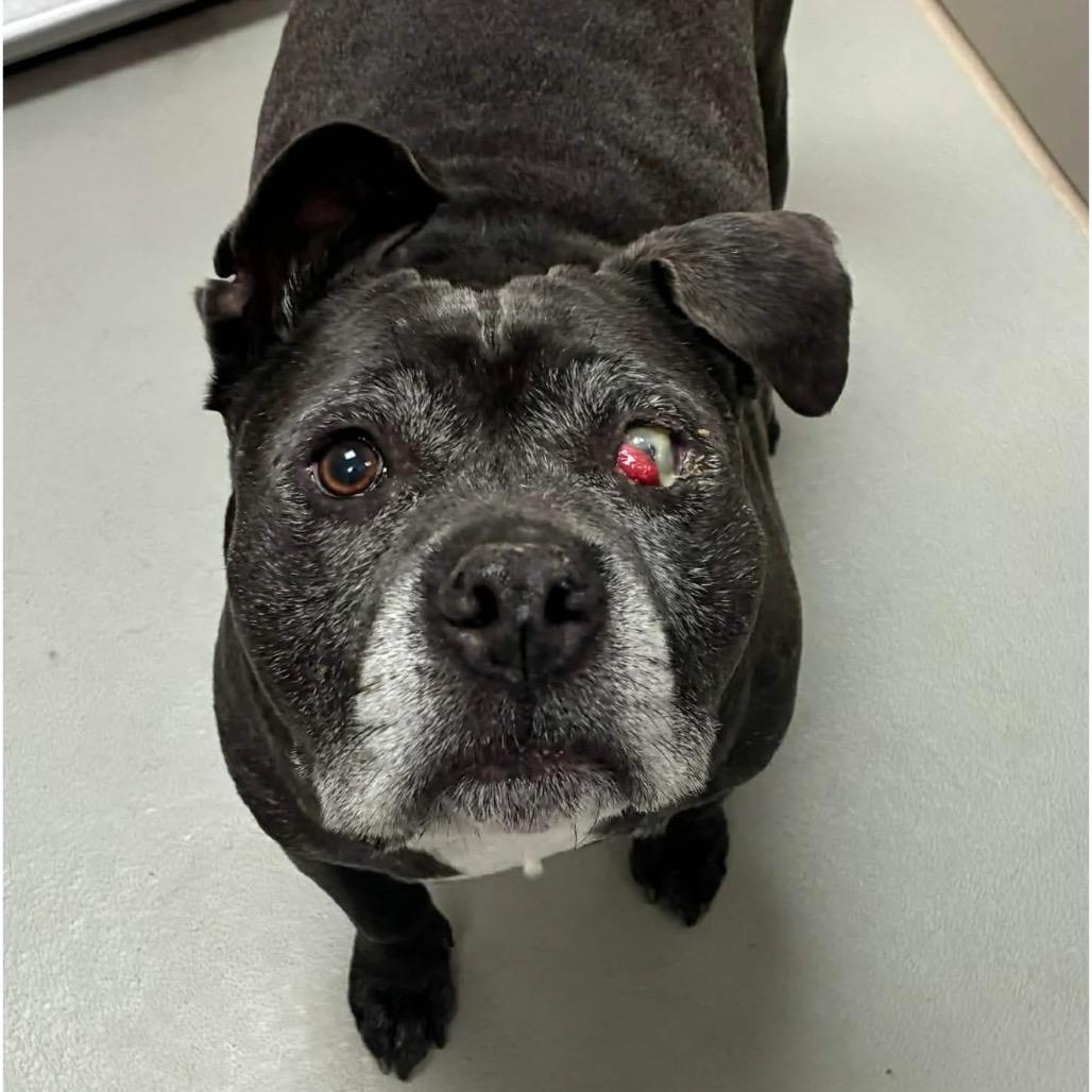 Ozzy — thumbnail 5