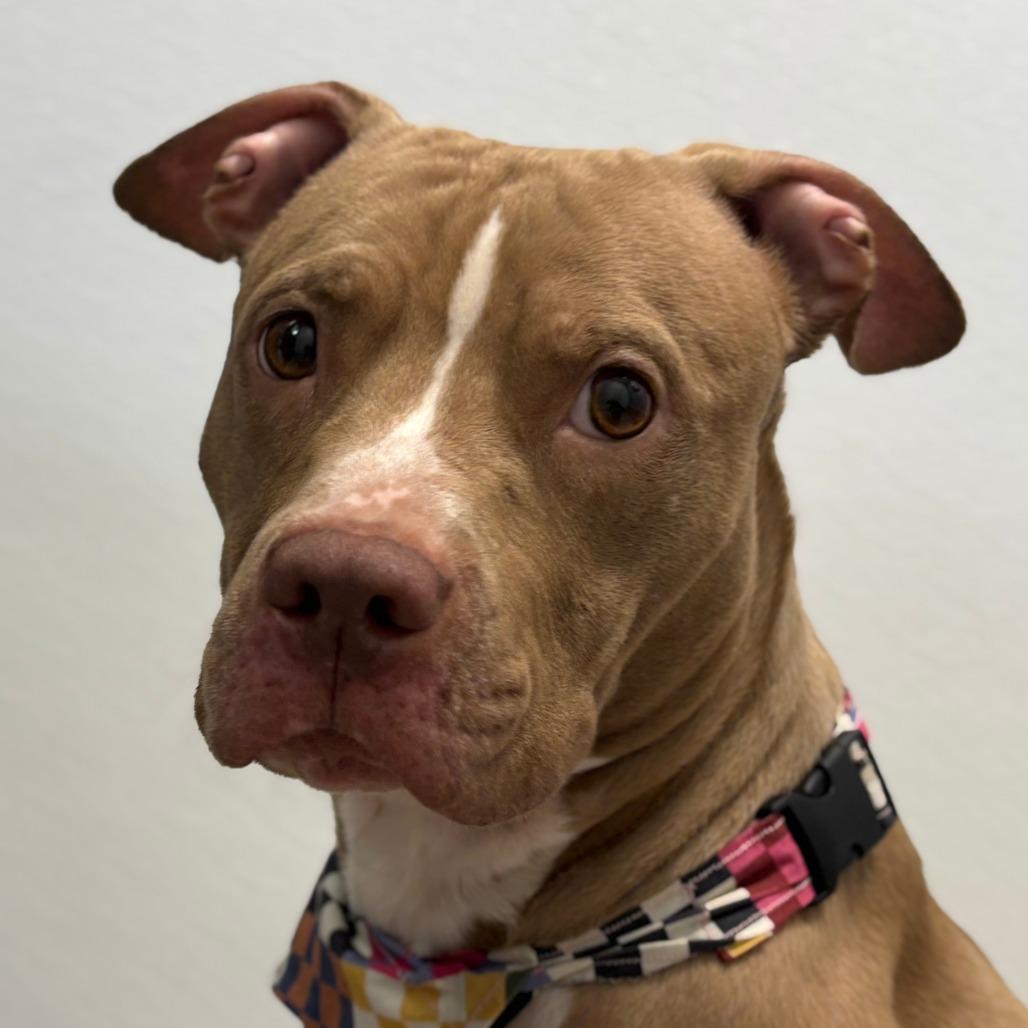 Kinder, Adoptable, Adult Female Mixed Breed.