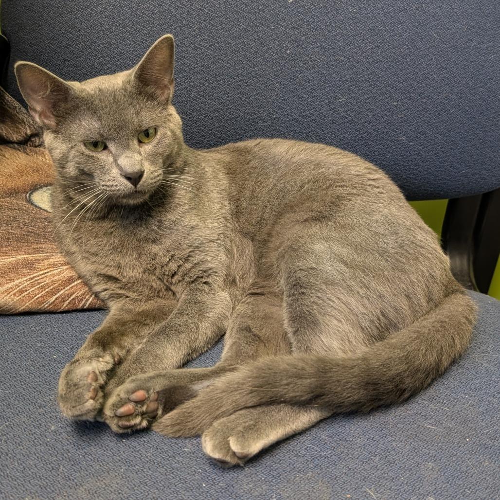 Philip, Adoptable, Young Male Domestic Short Hair.