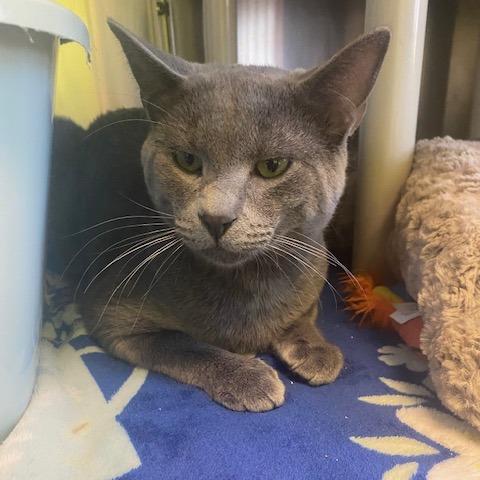 Philip, Adoptable, Young Male Domestic Short Hair.