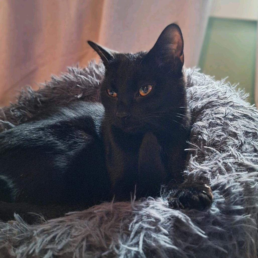 Flamingo, Adoptable, Young Female Domestic Short Hair.