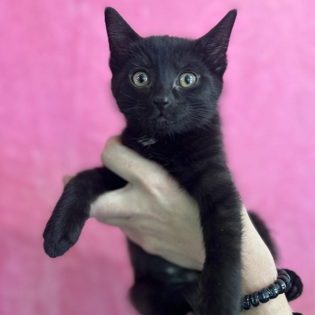 Flamingo, Adoptable, Young Female Domestic Short Hair.