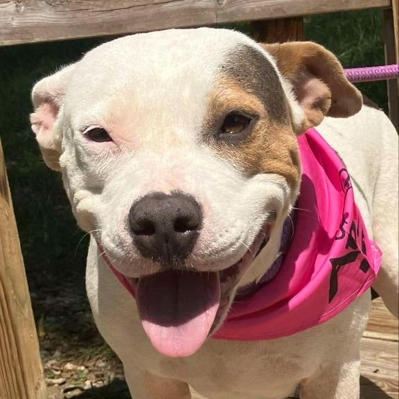Asiri, Adoptable, Young Female American Bulldog.