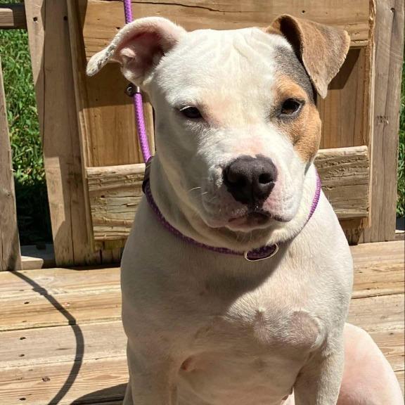 Asiri, a Adoptable American Bulldog in Pulaski, TN image 2/4