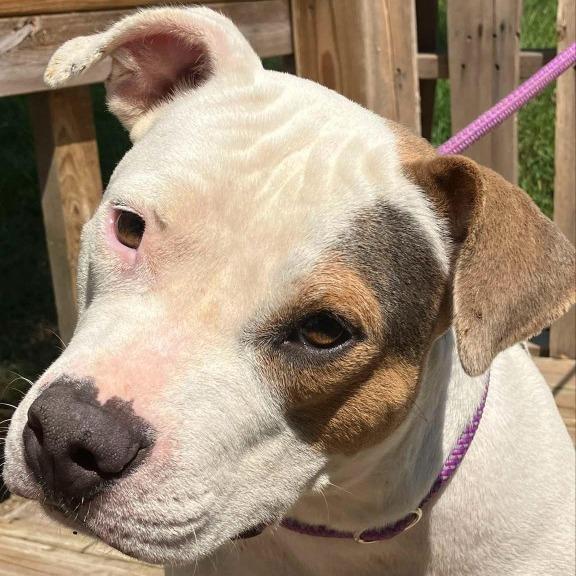 Asiri, a Adoptable American Bulldog in Pulaski, TN image 4/4