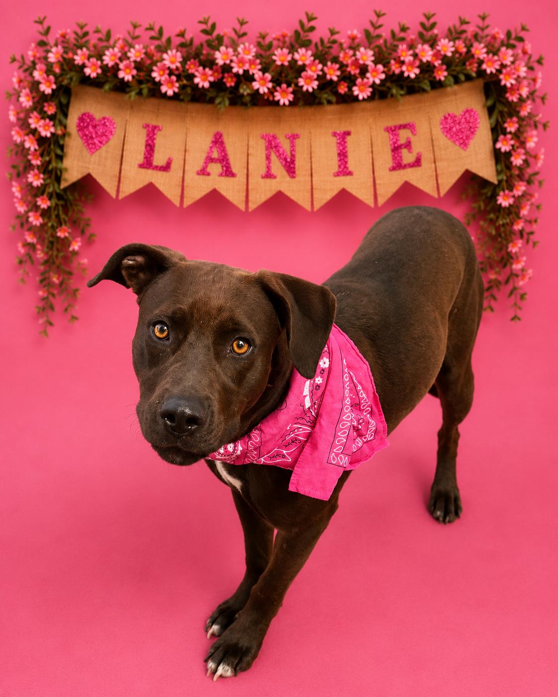 Enlarge Lanie, a Adoptable mixed breed in Shillington, PA image 1/1