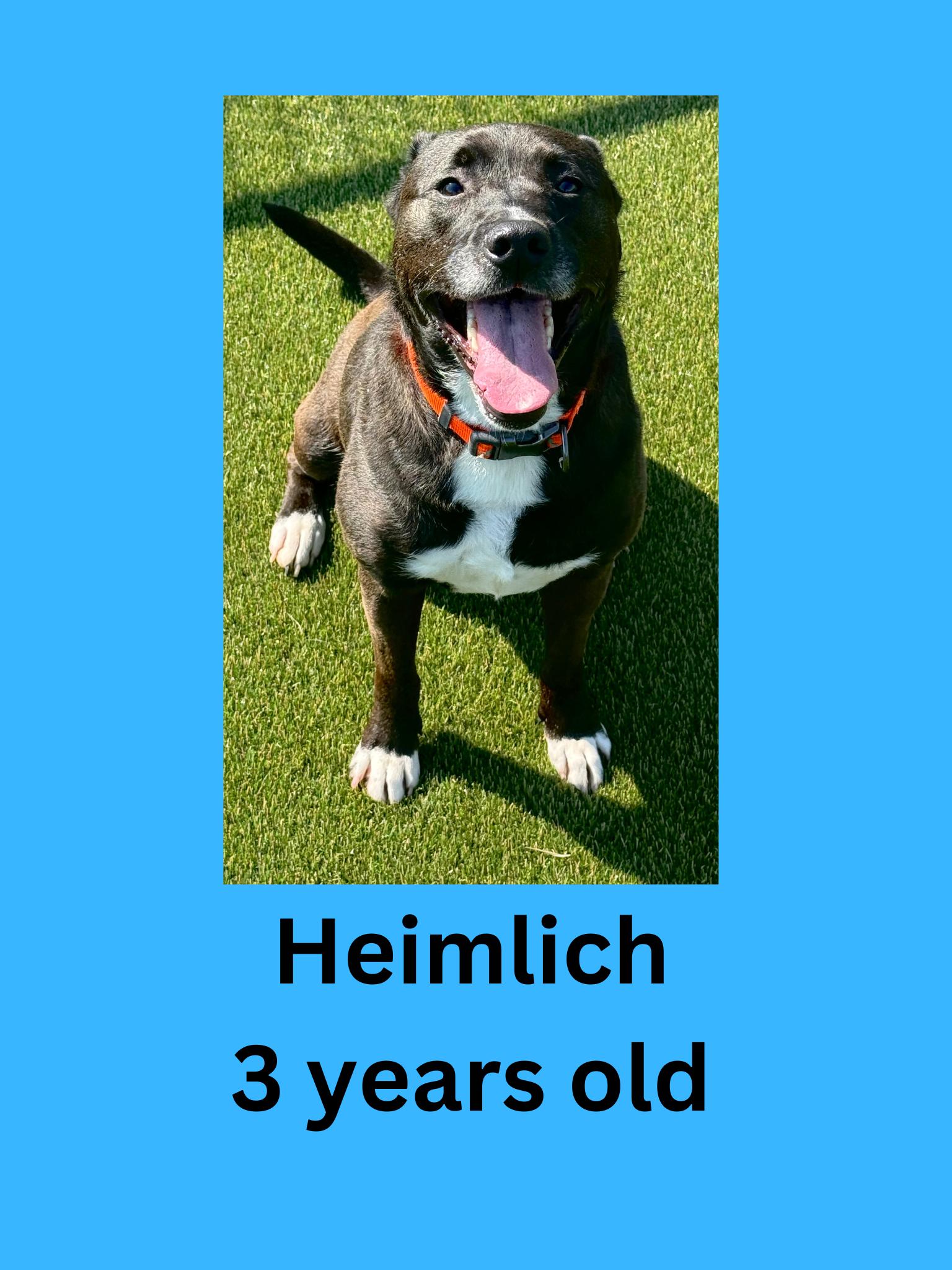 Heimlich, Adopted, Adult Male Labrador Retriever.