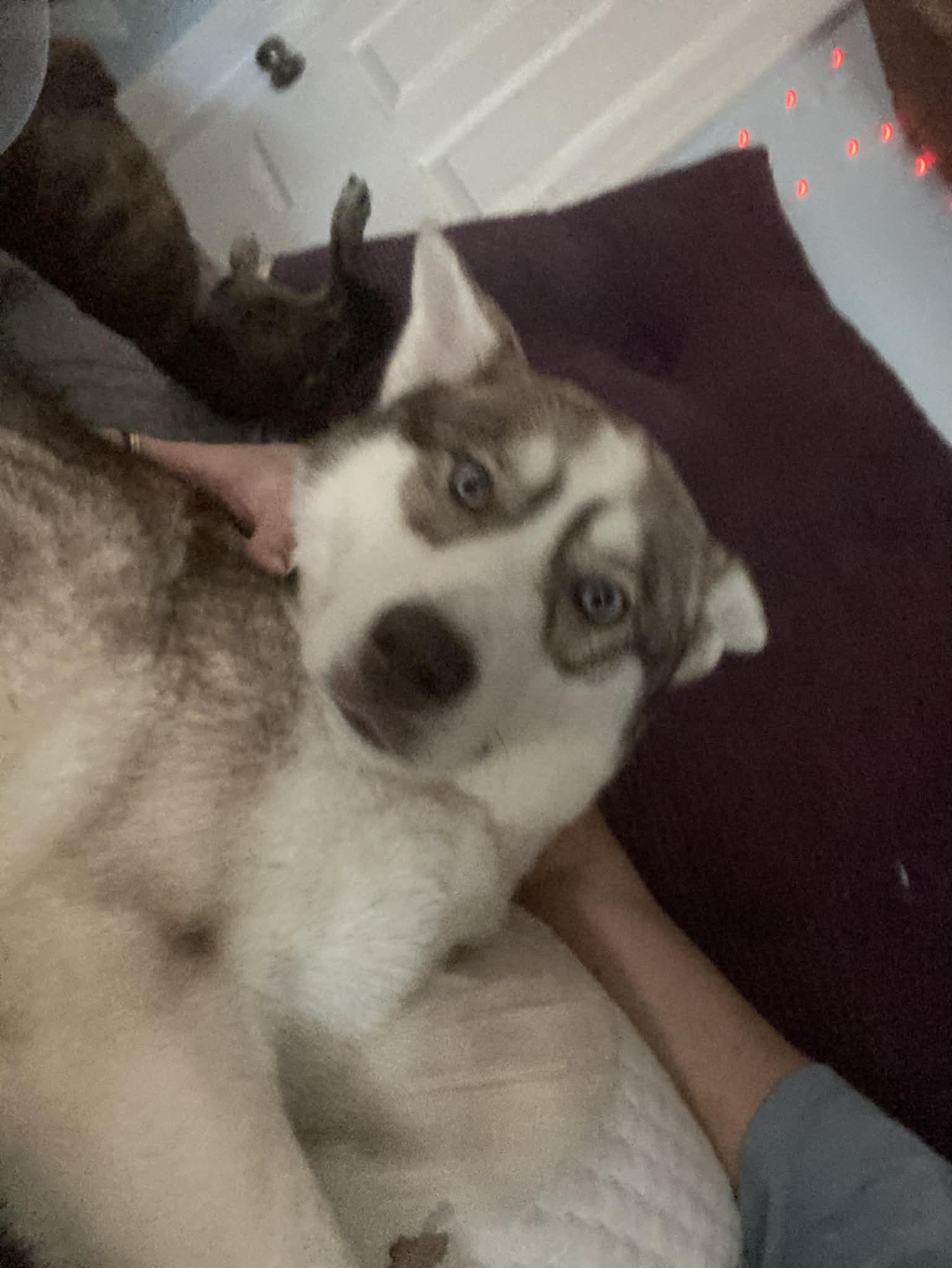 Enlarge Asha, a Adoptable Siberian Husky in Stuart, VA image 3/4