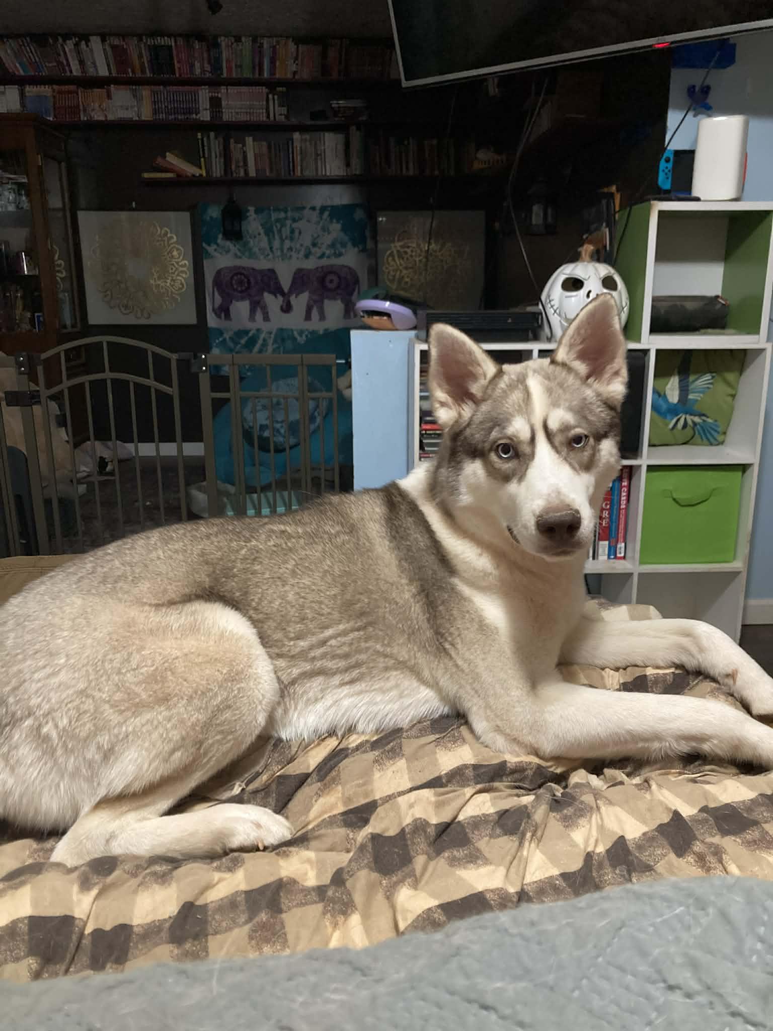 Enlarge Asha, a Adoptable Siberian Husky in Stuart, VA image 2/4