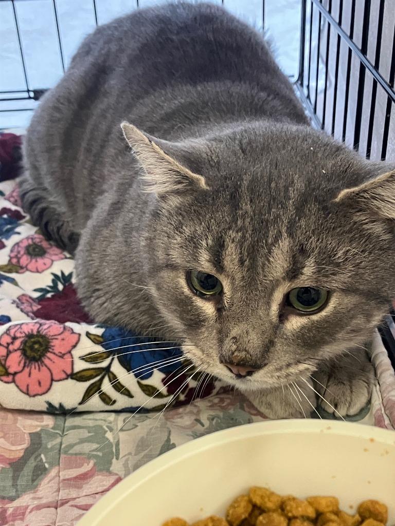 Rock, Adoptable, Adult Male Domestic Short Hair.