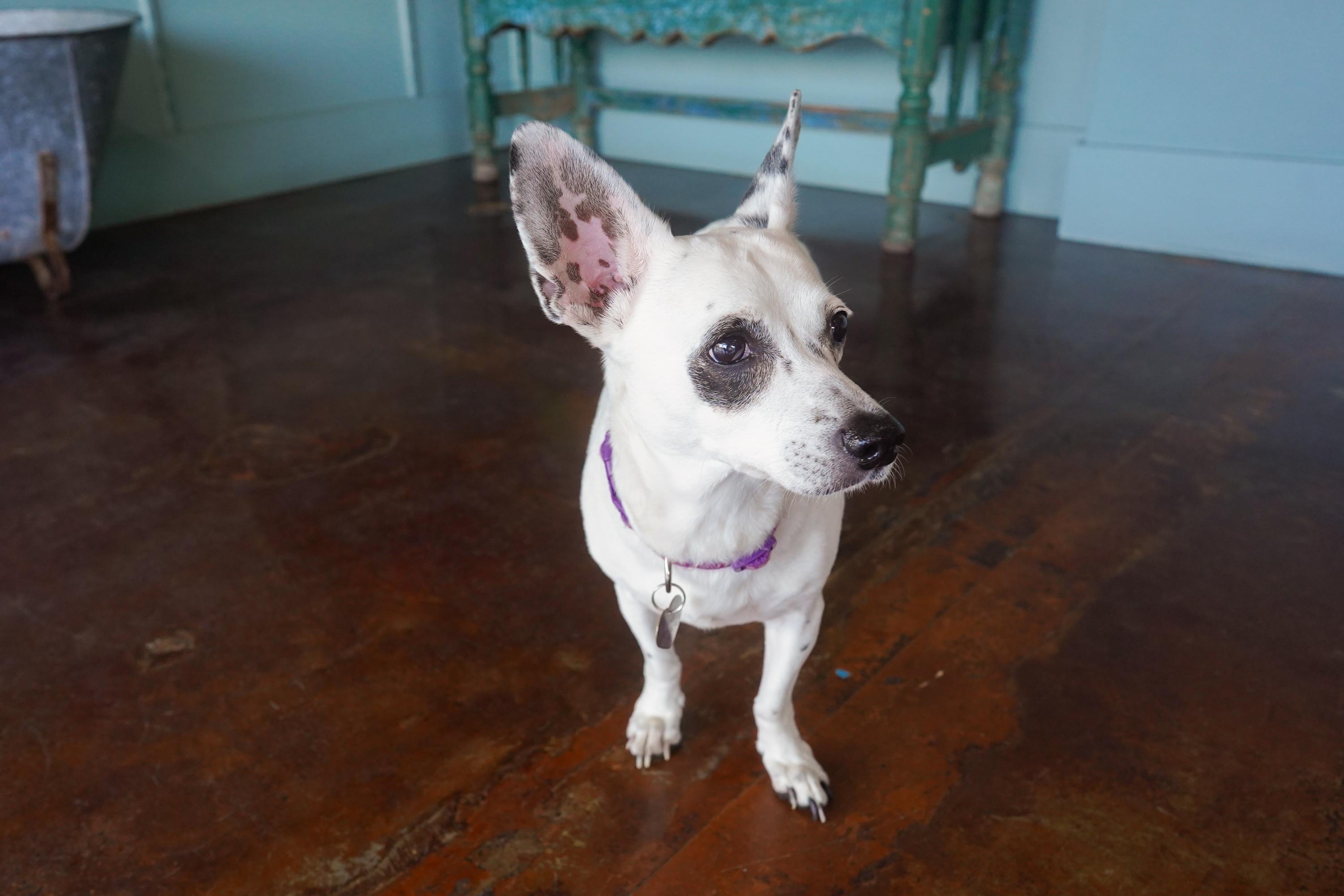 Enlarge Pepita, a Adoptable mixed breed in San Antonio, TX image 3/3