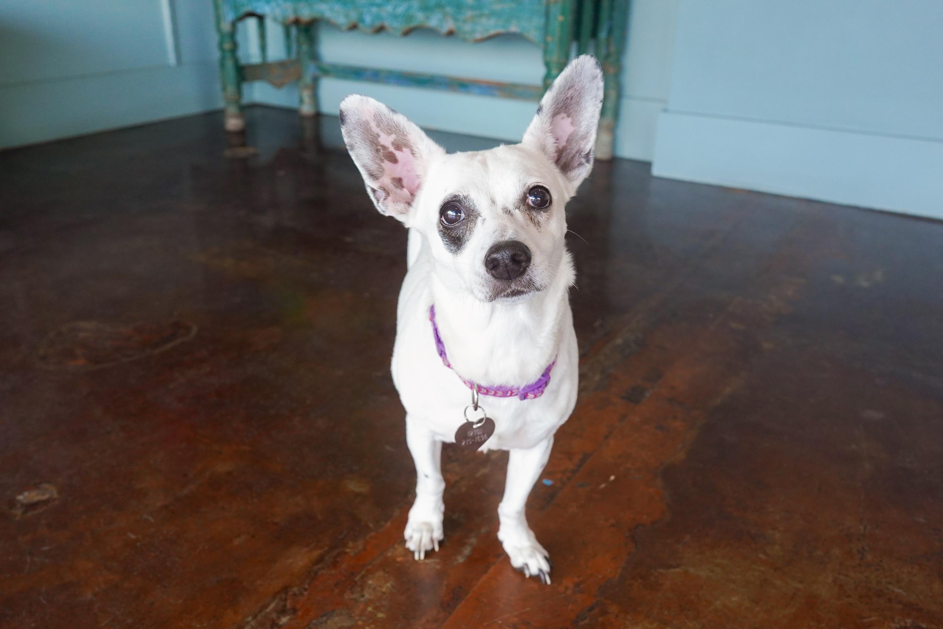 Enlarge Pepita, a Adoptable mixed breed in San Antonio, TX image 2/3