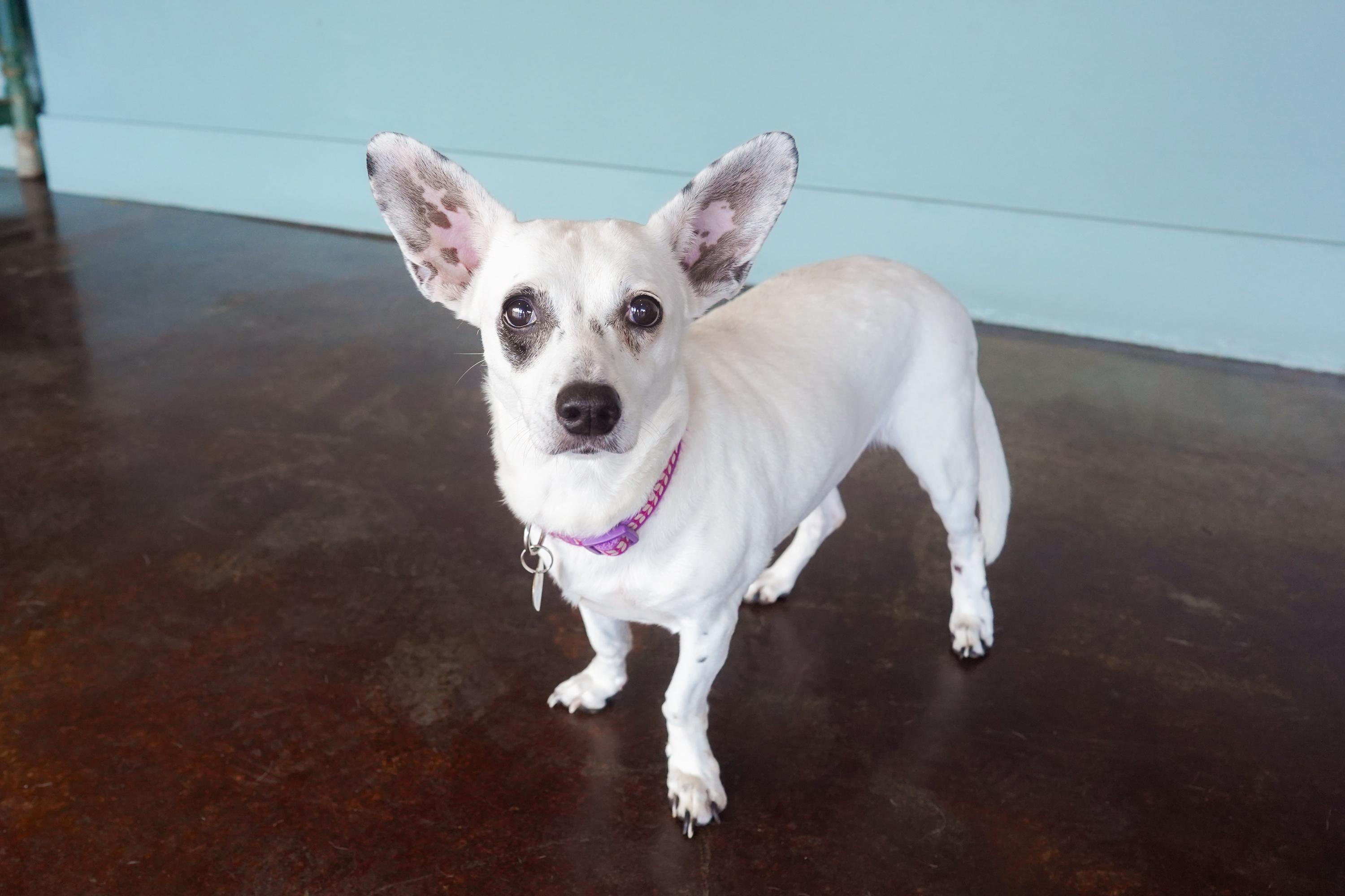 Enlarge Pepita, a Adoptable mixed breed in San Antonio, TX image 1/3