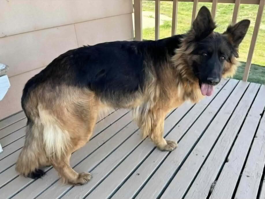 Brook, a Adoptable mixed breed in Seattle, WA image 2/6