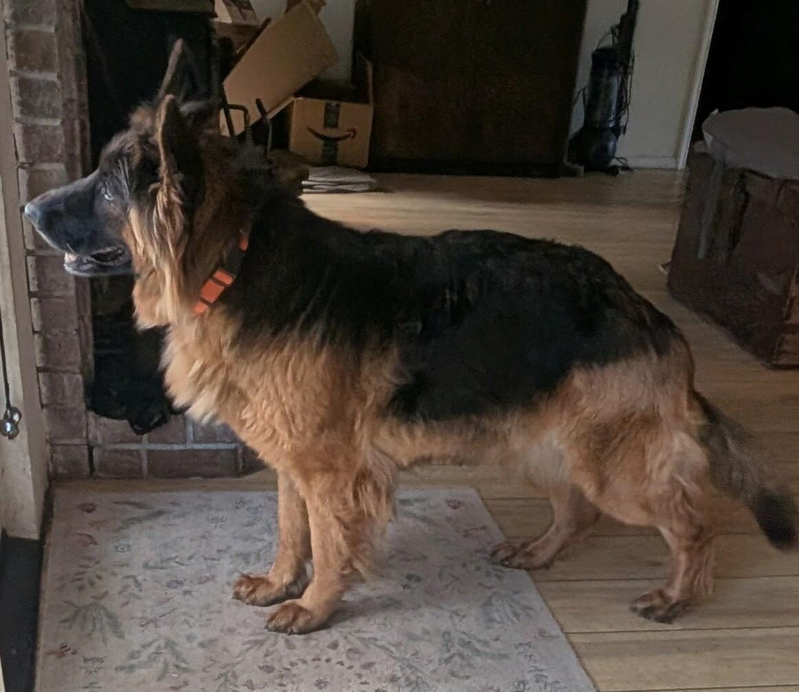 Brook, a Adoptable mixed breed in Seattle, WA image 3/6