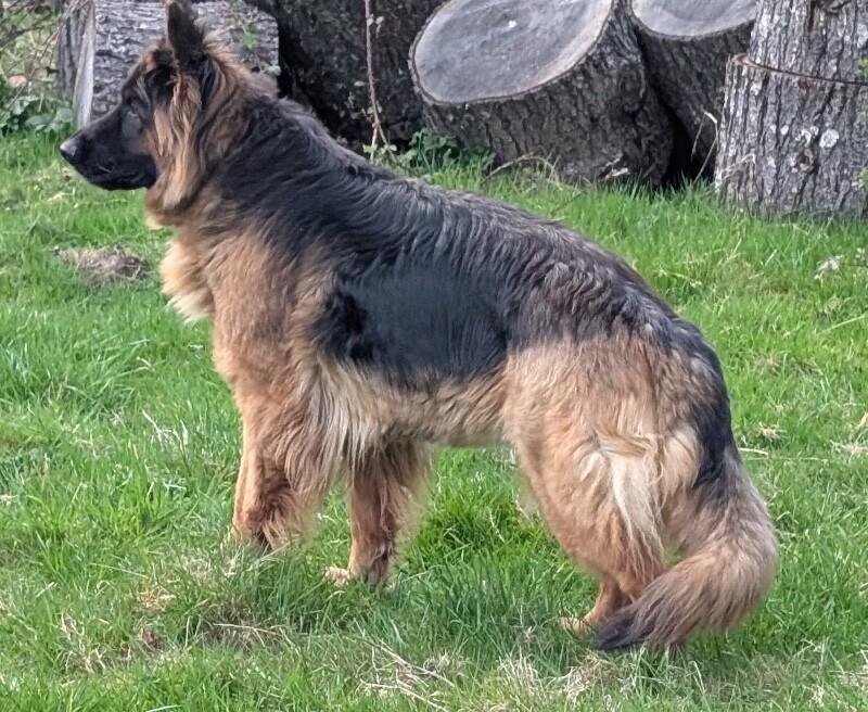 Brook, a Adoptable mixed breed in Seattle, WA image 4/6