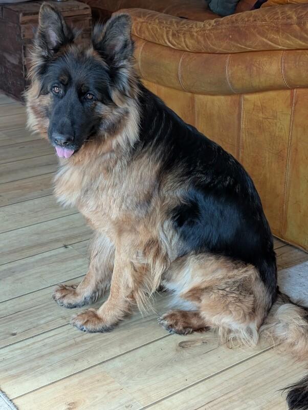 Brook, a Adoptable mixed breed in Seattle, WA image 5/6