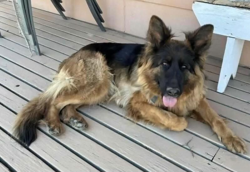 Brook, a Adoptable mixed breed in Seattle, WA image 6/6