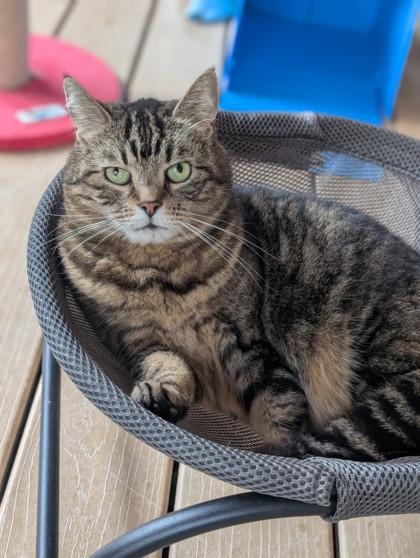 Kit Kat, Adoptable, Adult Female Domestic Short Hair & Domestic Short Hair.