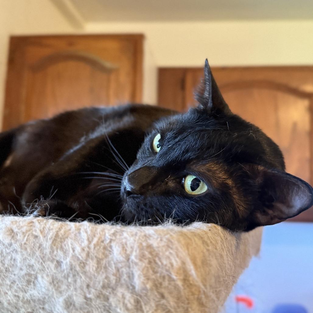 Enlarge Mahealani, a Adoptable mixed breed in Wahiawa, HI image 1/2