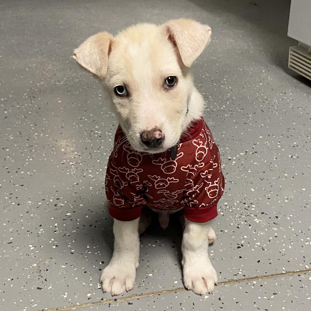 Howie, Adopted, Puppy Male Husky & Labrador Retriever.