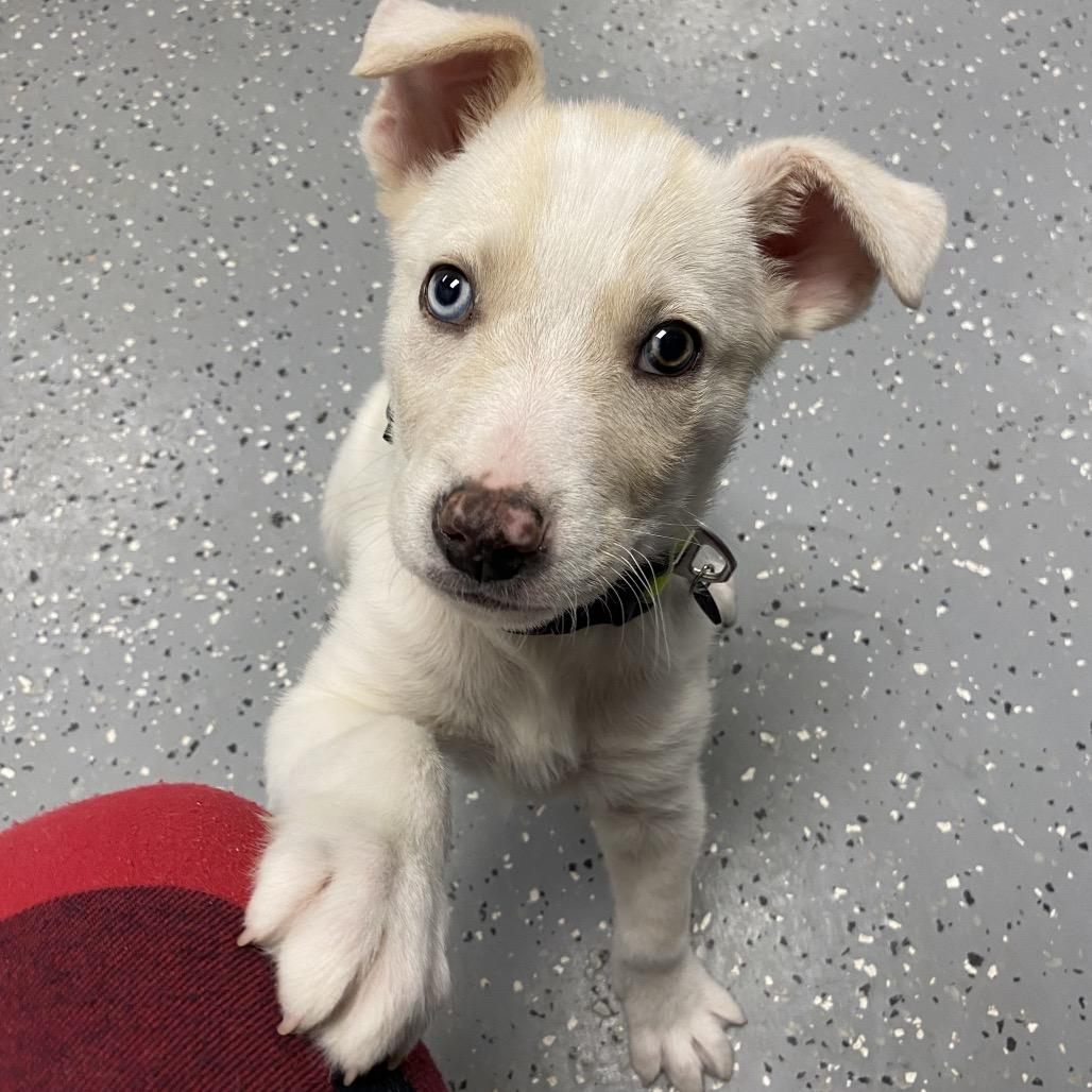 Enlarge Howie, a Adopted mixed breed in Melfort, SK image 2/2