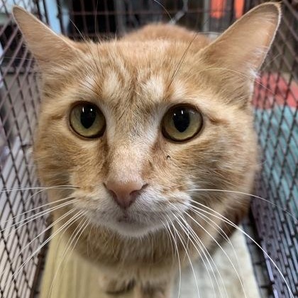 Chloe - in foster home, ADOPTABLE, Adult Female Domestic Short Hair.