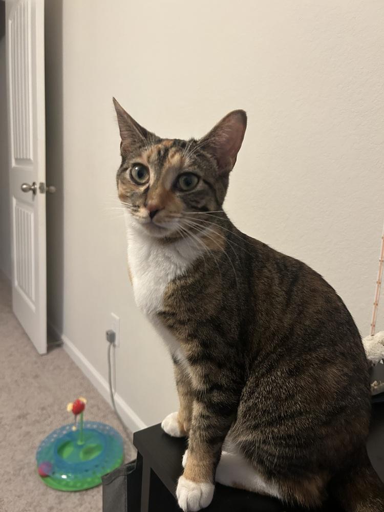 Chutney, Adoptable, Kitten Female Domestic Short Hair.