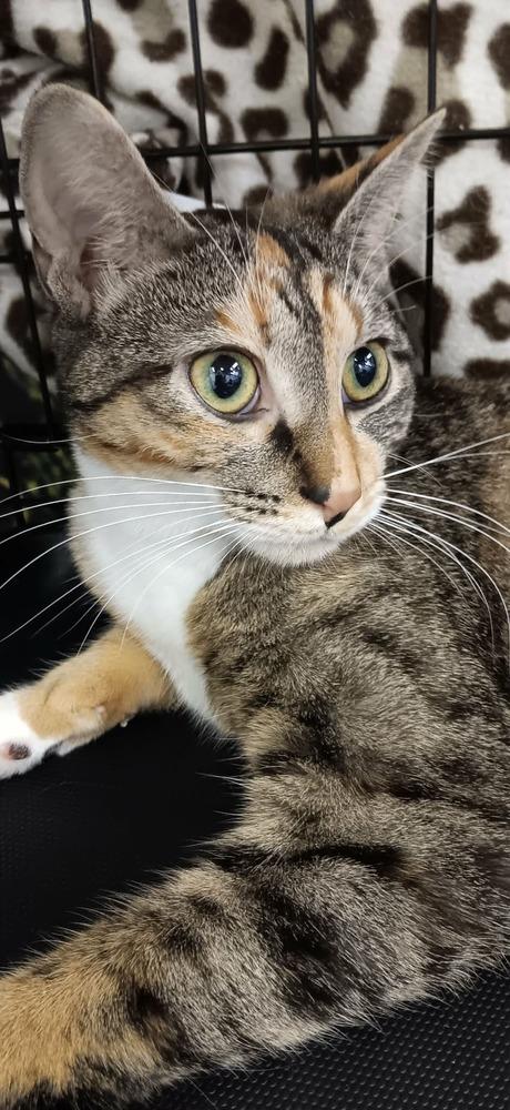 Enlarge Chutney, a Adoptable Domestic Short Hair in Youngsville, NC image 2/6