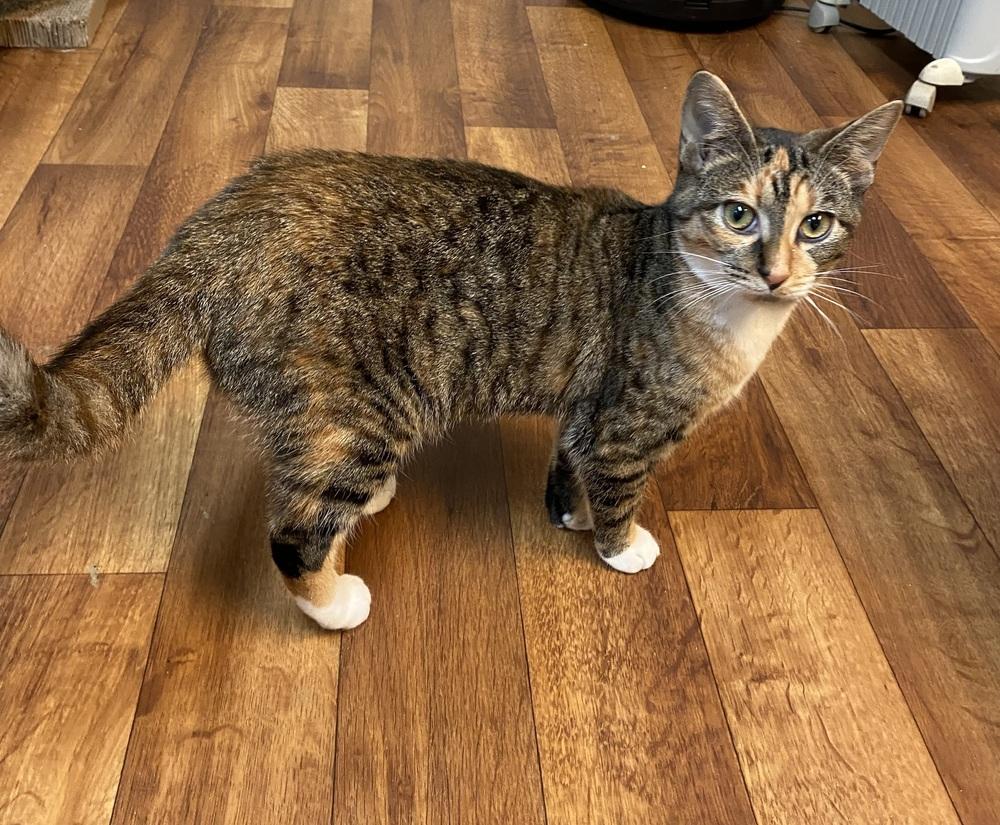 Enlarge Chutney, a Adoptable Domestic Short Hair in Youngsville, NC image 1/6