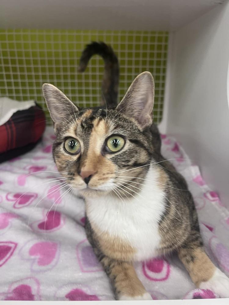 Enlarge Chutney, a Adoptable Domestic Short Hair in Youngsville, NC image 1/6