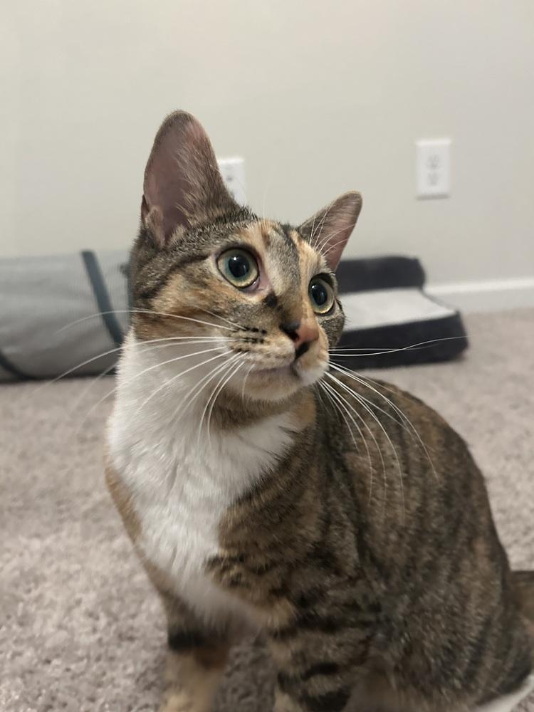 Enlarge Chutney, a Adoptable Domestic Short Hair in Youngsville, NC image 3/6