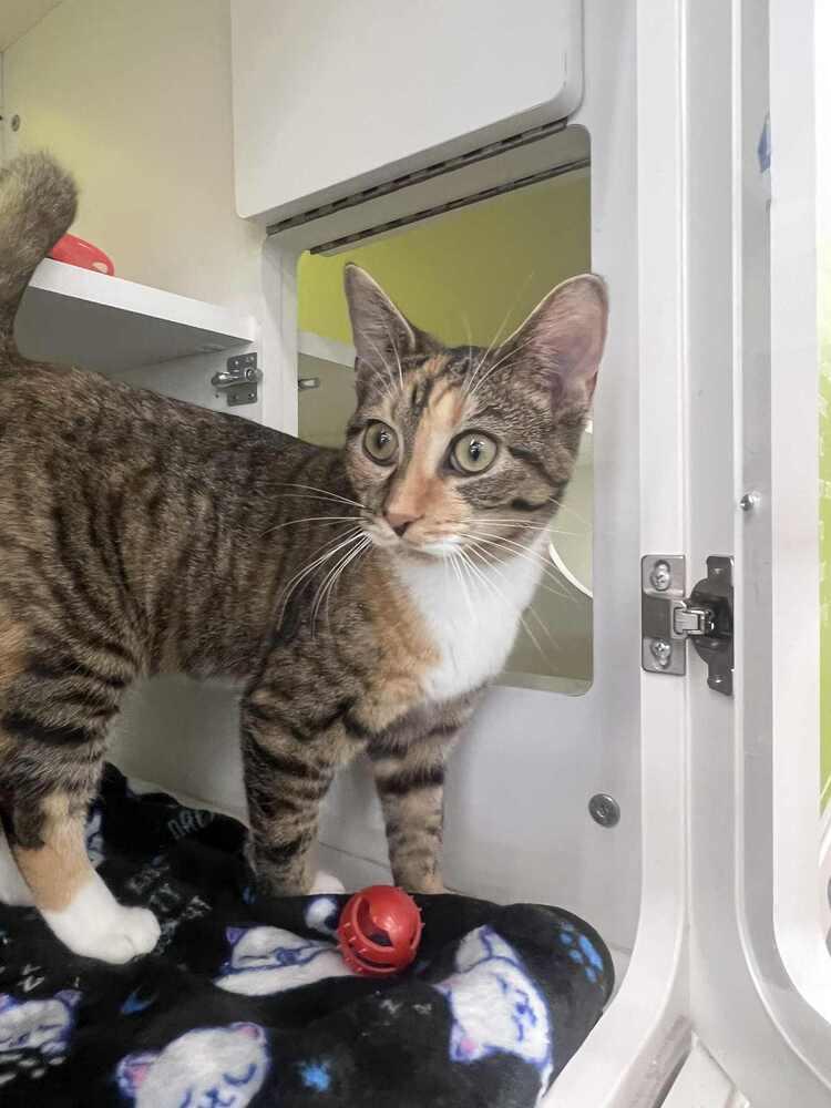 Enlarge Chutney, a Adoptable Domestic Short Hair in Youngsville, NC image 2/6