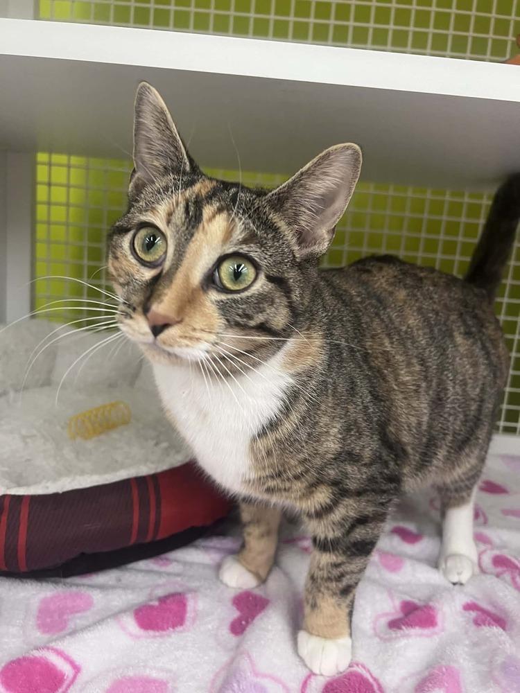 Enlarge Chutney, a Adoptable Domestic Short Hair in Youngsville, NC image 3/6
